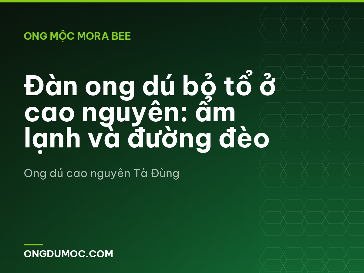 Đàn ong dú bỏ tổ ở cao nguyên: ẩm lạnh và đường đèo