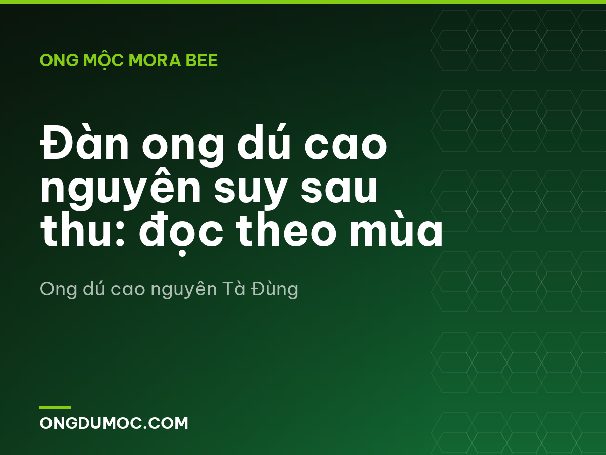 Đàn ong dú cao nguyên suy sau thu: đọc theo mùa