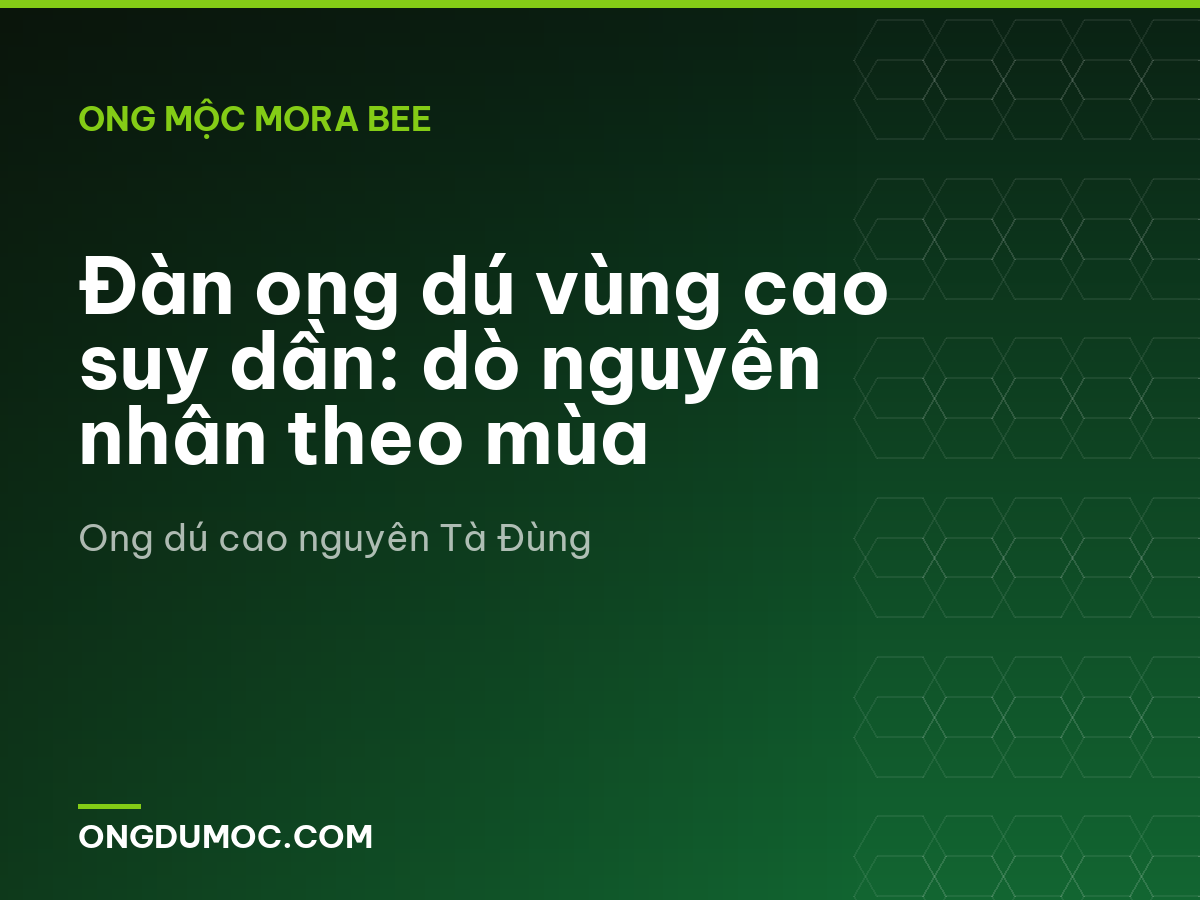 Đàn ong dú vùng cao suy dần: dò nguyên nhân theo mùa