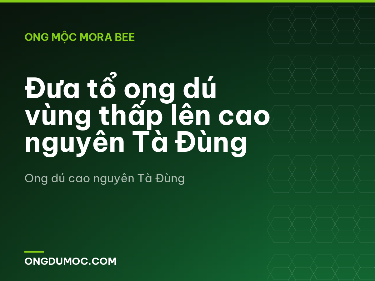Đưa tổ ong dú vùng thấp lên cao nguyên Tà Đùng