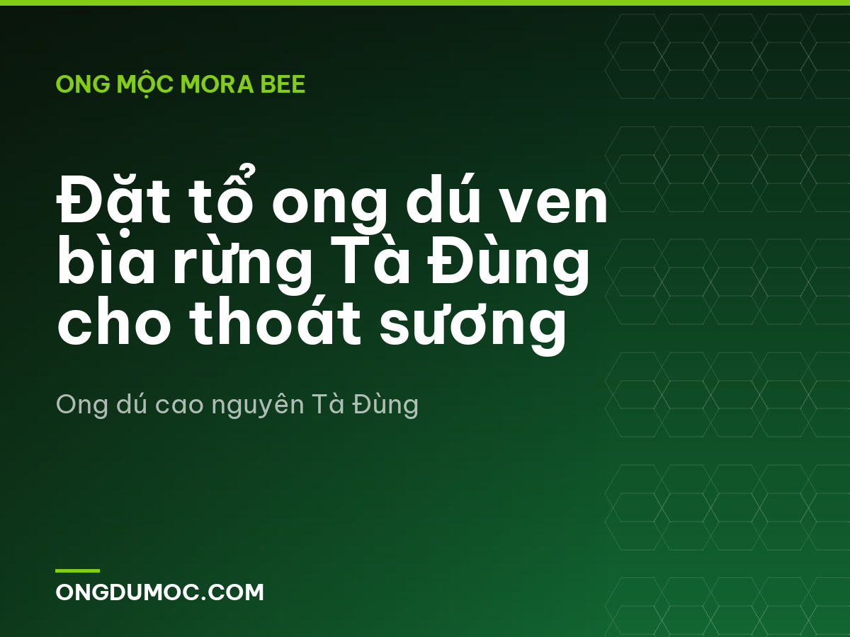 Đặt tổ ong dú ven bìa rừng Tà Đùng cho thoát sương