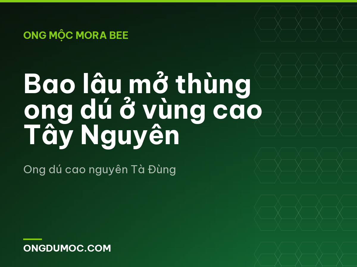 Bao lâu mở thùng ong dú ở vùng cao Tây Nguyên