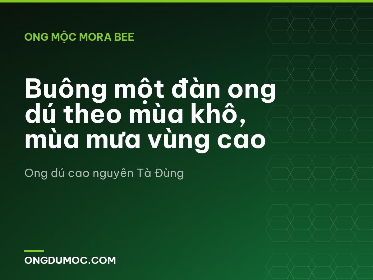 Buông một đàn ong dú theo mùa khô, mùa mưa vùng cao