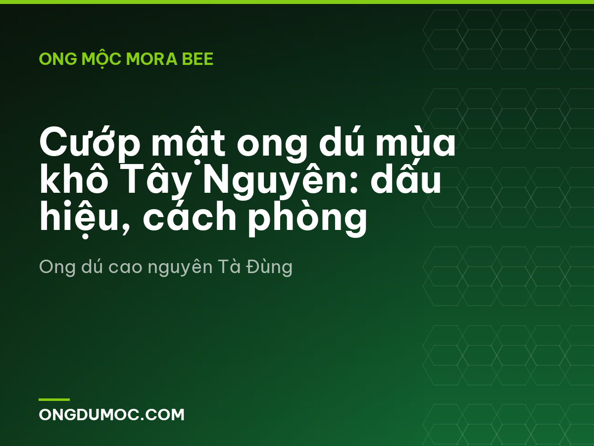 Cướp mật ong dú mùa khô Tây Nguyên: dấu hiệu, cách phòng