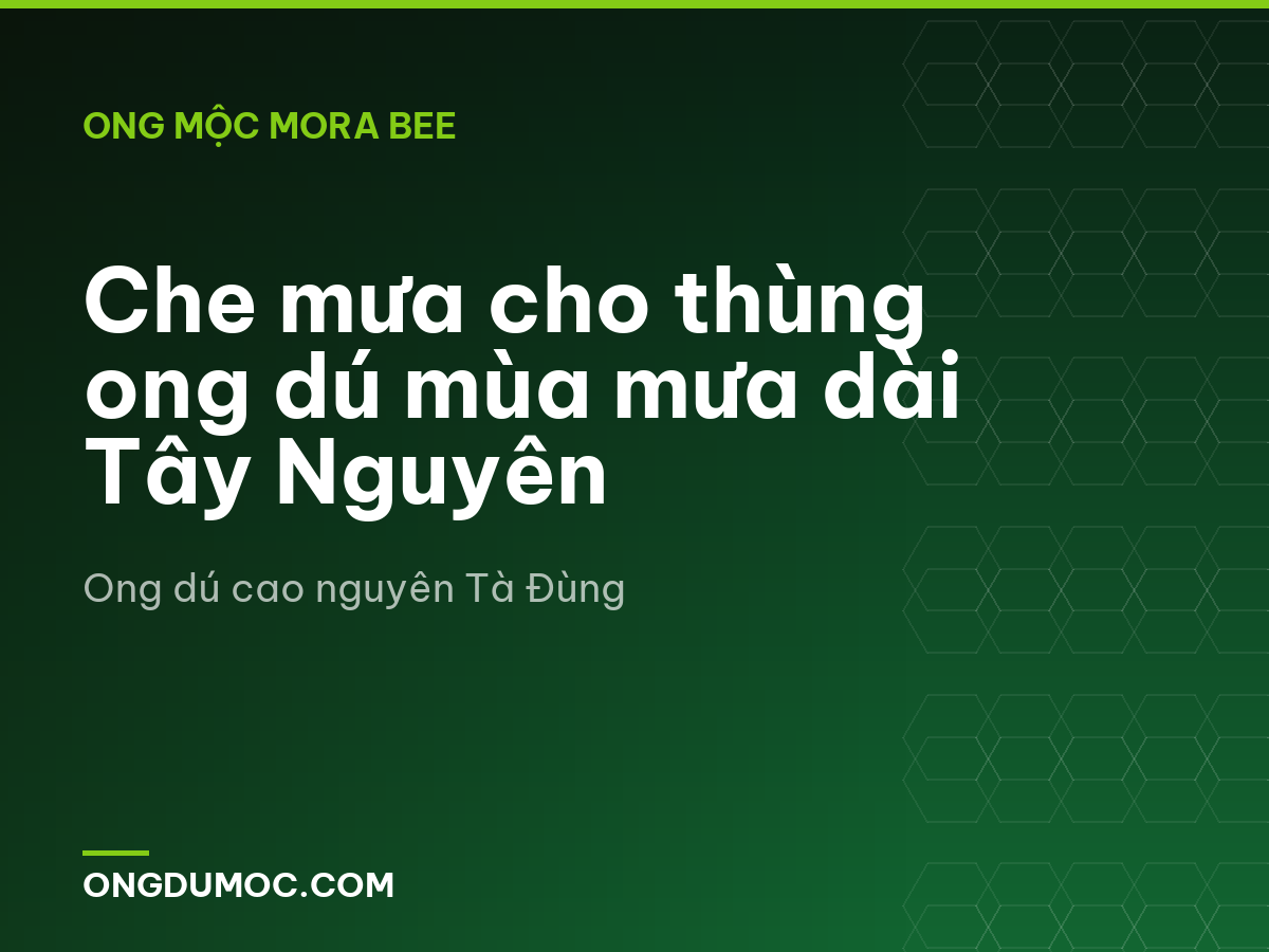 Che mưa cho thùng ong dú mùa mưa dài Tây Nguyên