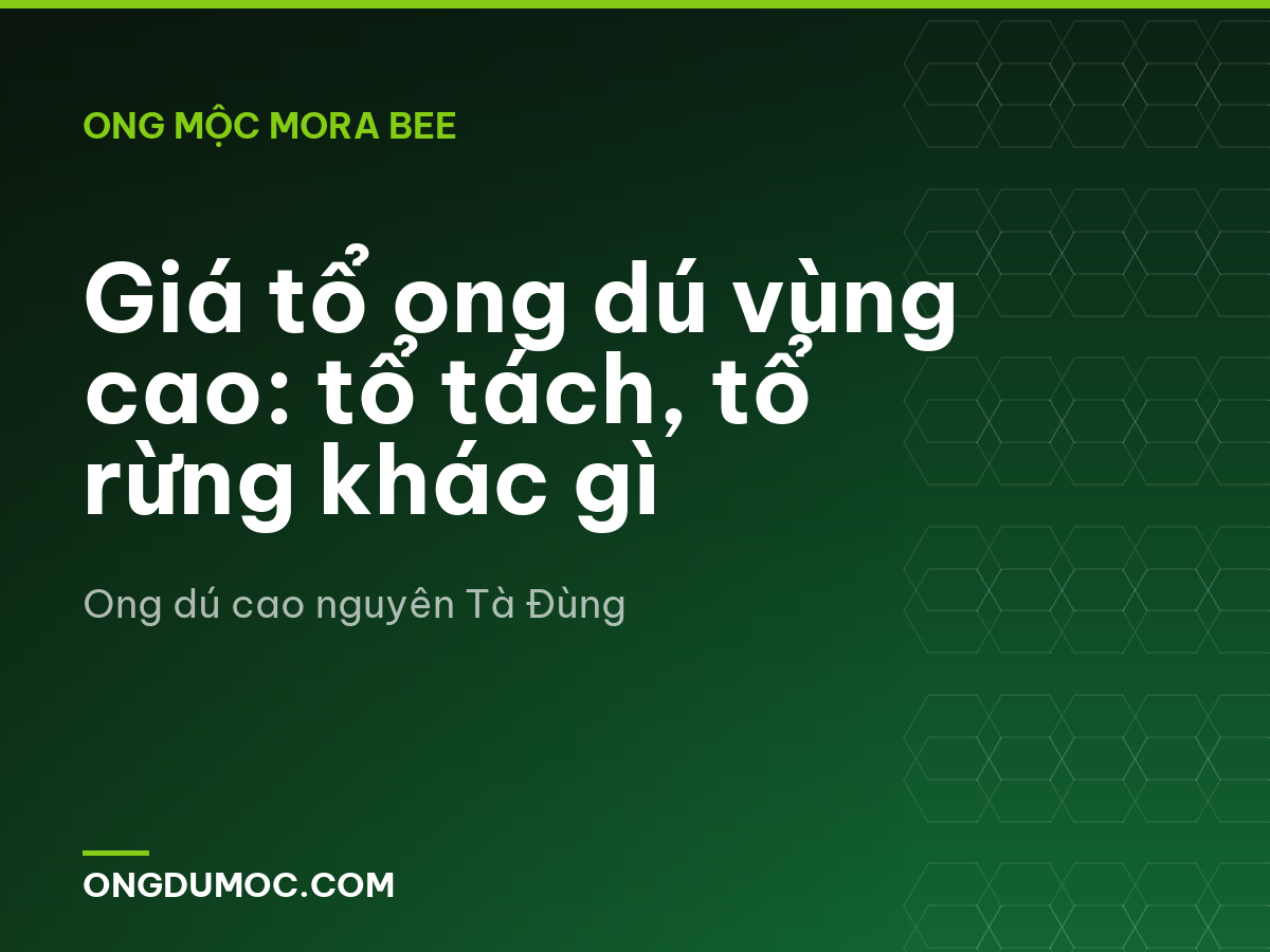 Giá tổ ong dú vùng cao: tổ tách, tổ rừng khác gì