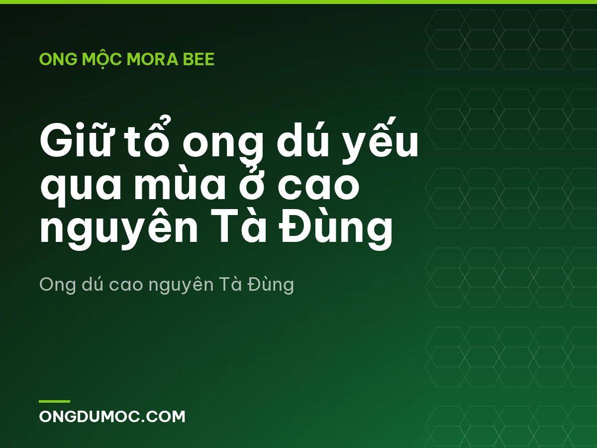Giữ tổ ong dú yếu qua mùa ở cao nguyên Tà Đùng
