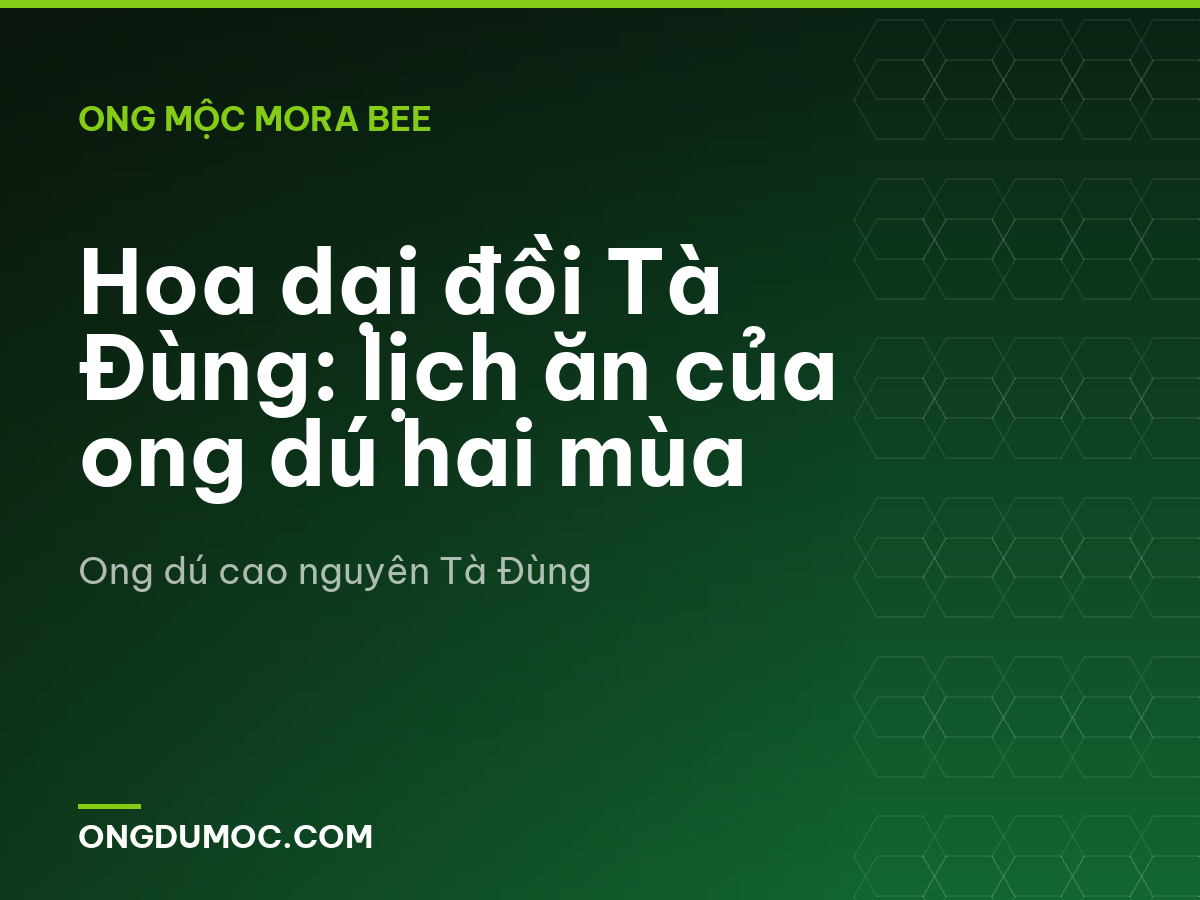 Hoa dại đồi Tà Đùng: lịch ăn của ong dú hai mùa