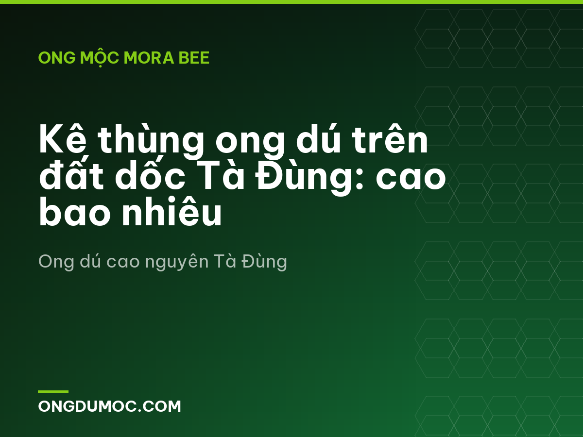 Kê thùng ong dú trên đất dốc Tà Đùng: cao bao nhiêu