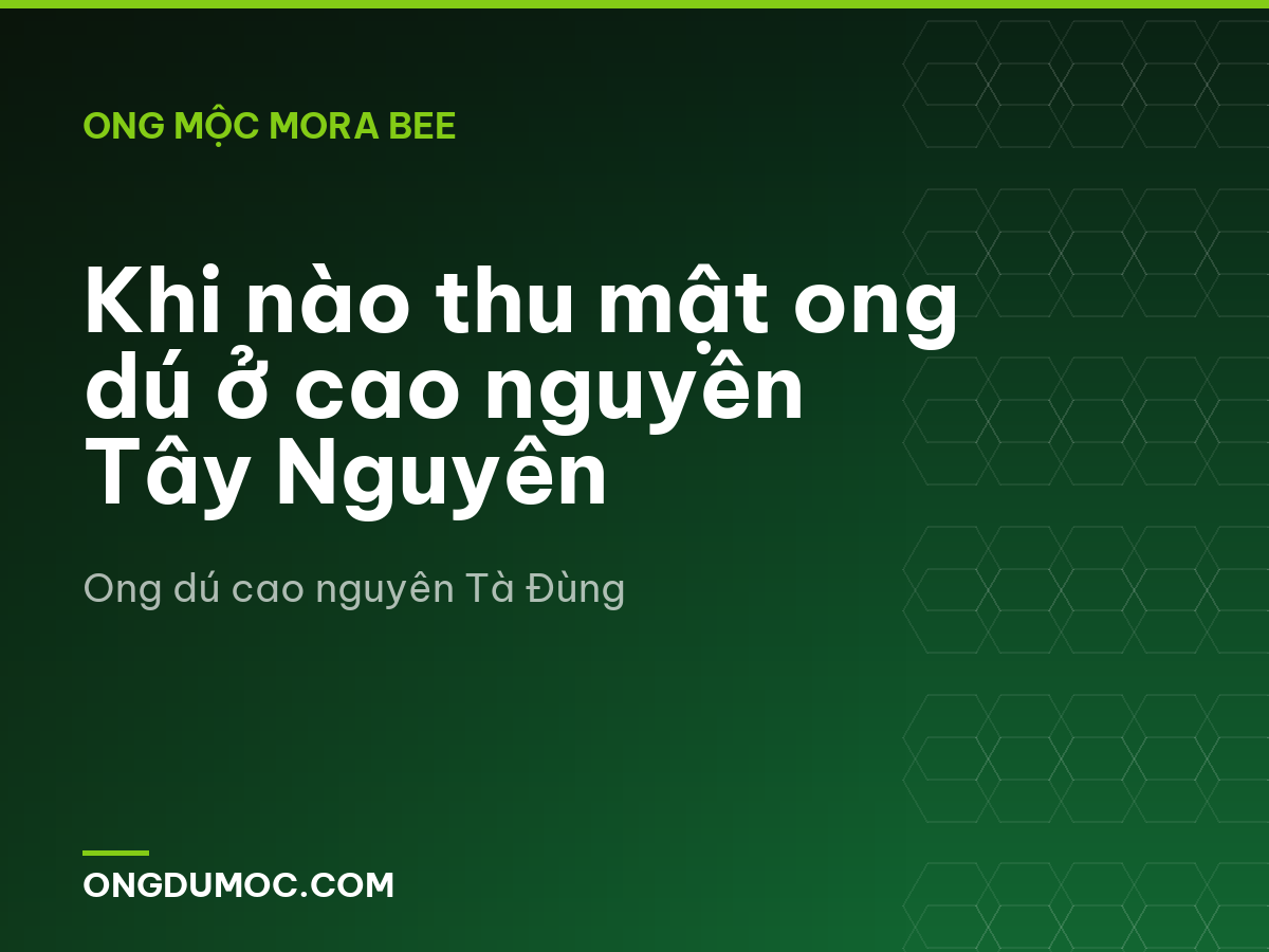 Khi nào thu mật ong dú ở cao nguyên Tây Nguyên