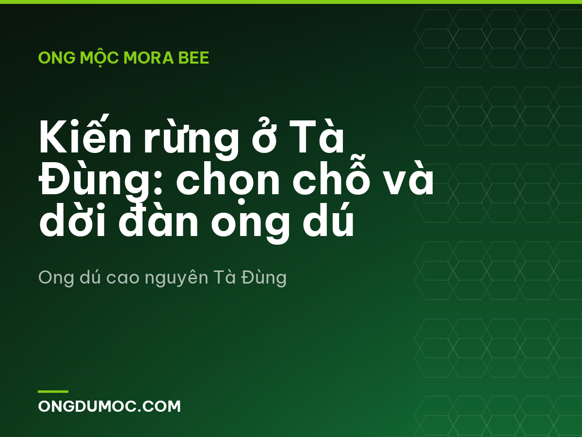 Kiến rừng ở Tà Đùng: chọn chỗ và dời đàn ong dú