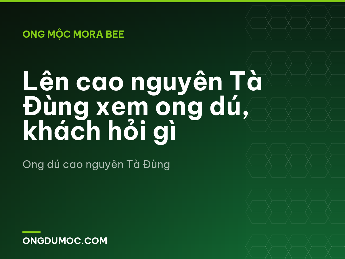 Lên cao nguyên Tà Đùng xem ong dú, khách hỏi gì