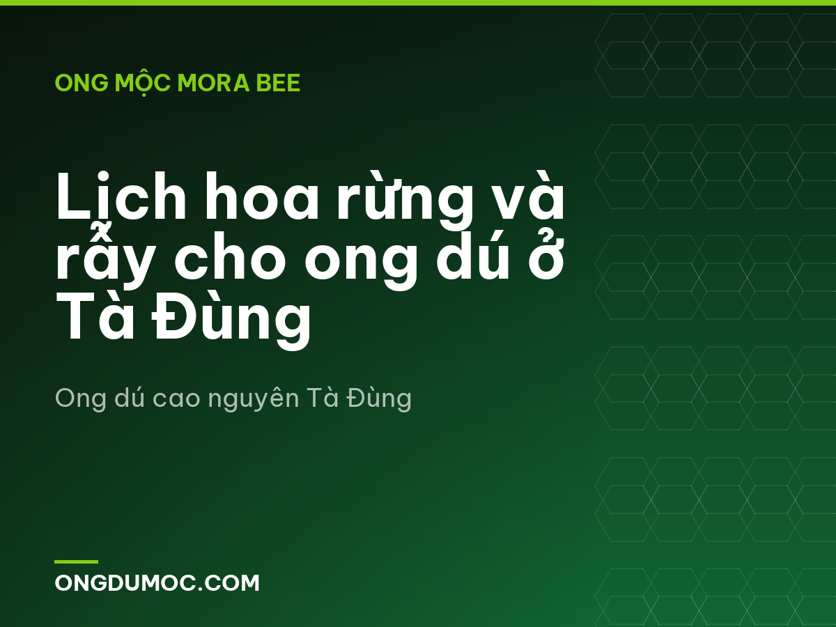 Lịch hoa rừng và rẫy cho ong dú ở Tà Đùng