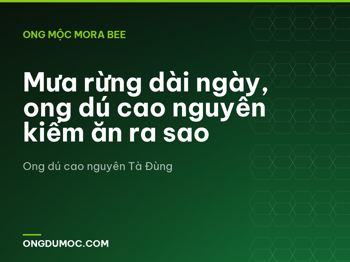 Mưa rừng dài ngày, ong dú cao nguyên kiếm ăn ra sao