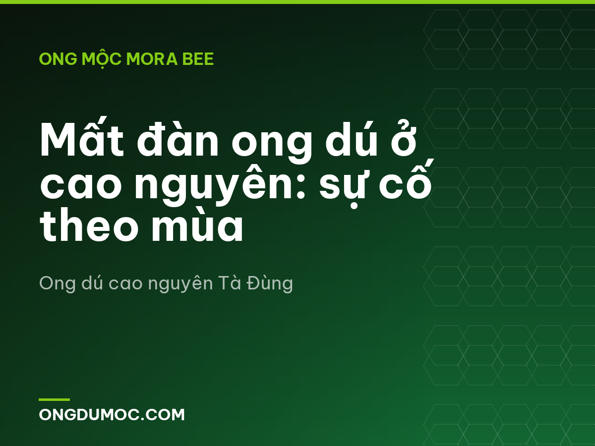 Mất đàn ong dú ở cao nguyên: sự cố theo mùa