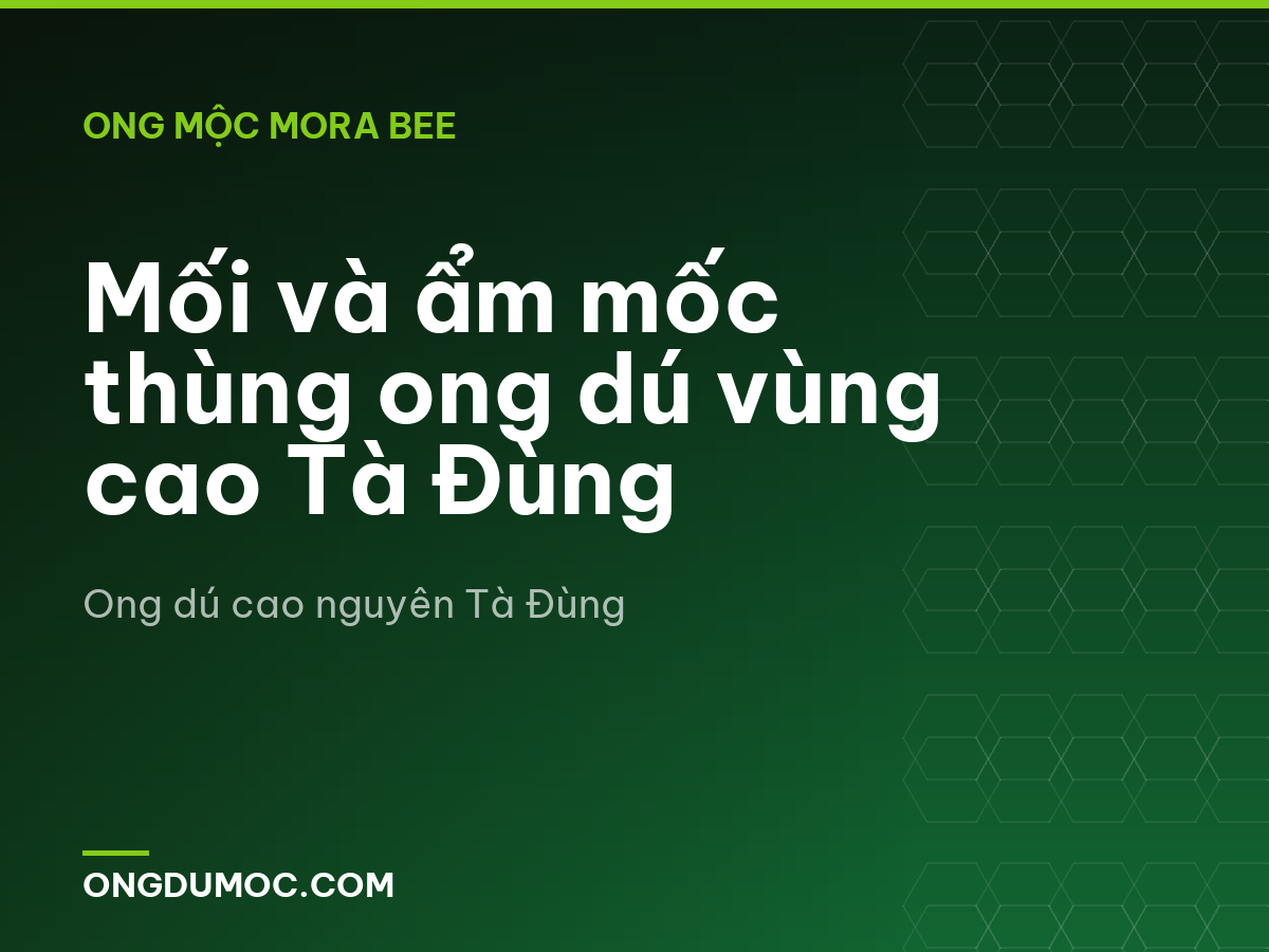 Mối và ẩm mốc thùng ong dú vùng cao Tà Đùng