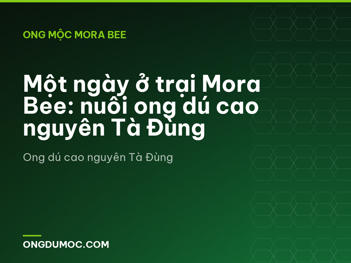 Một ngày ở trại Mora Bee: nuôi ong dú cao nguyên Tà Đùng