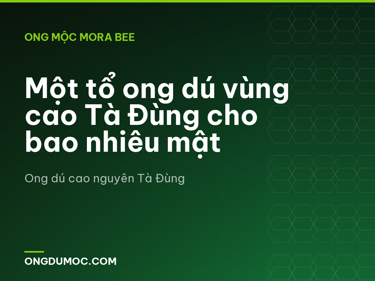 Một tổ ong dú vùng cao Tà Đùng cho bao nhiêu mật