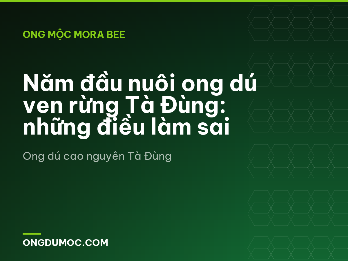 Năm đầu nuôi ong dú ven rừng Tà Đùng: những điều làm sai