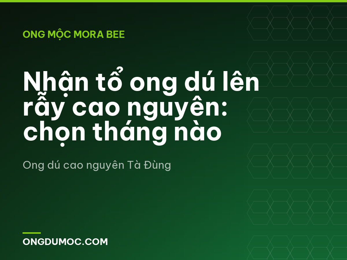 Nhận tổ ong dú lên rẫy cao nguyên: chọn tháng nào