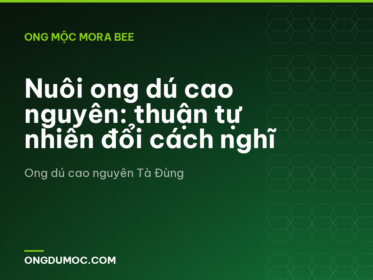 Nuôi ong dú cao nguyên: thuận tự nhiên đổi cách nghĩ