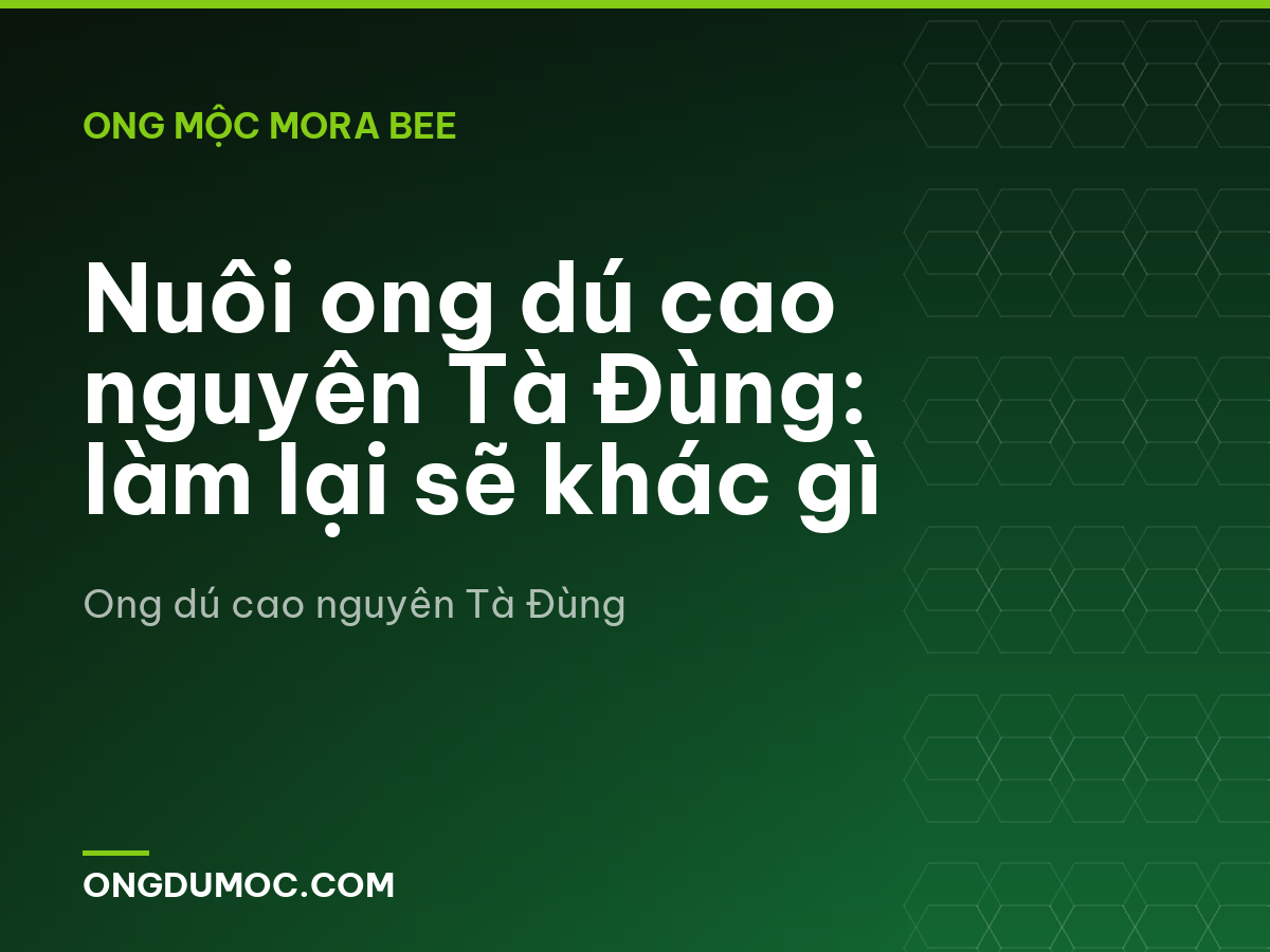Nuôi ong dú cao nguyên Tà Đùng: làm lại sẽ khác gì