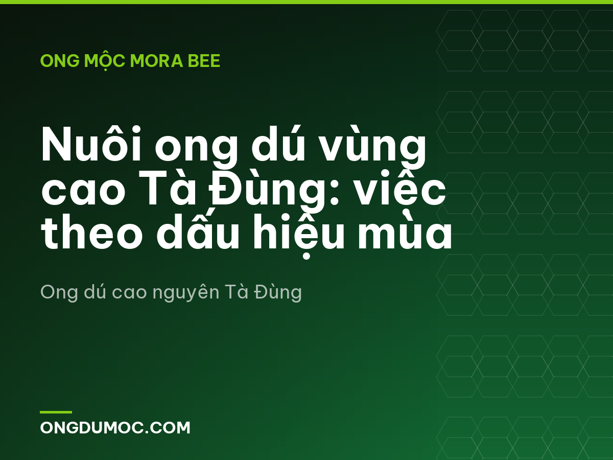 Nuôi ong dú vùng cao Tà Đùng: việc theo dấu hiệu mùa