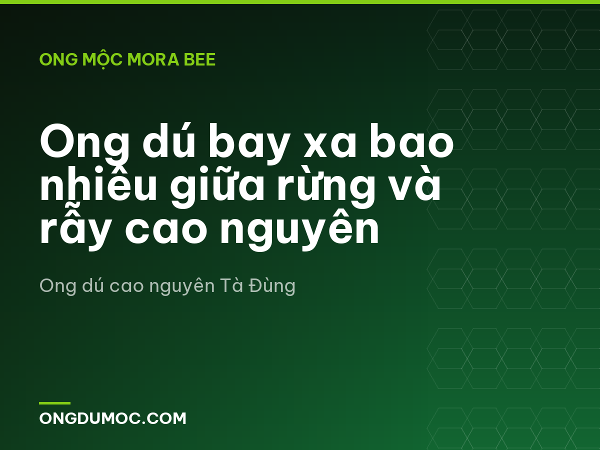 Ong dú bay xa bao nhiêu giữa rừng và rẫy cao nguyên