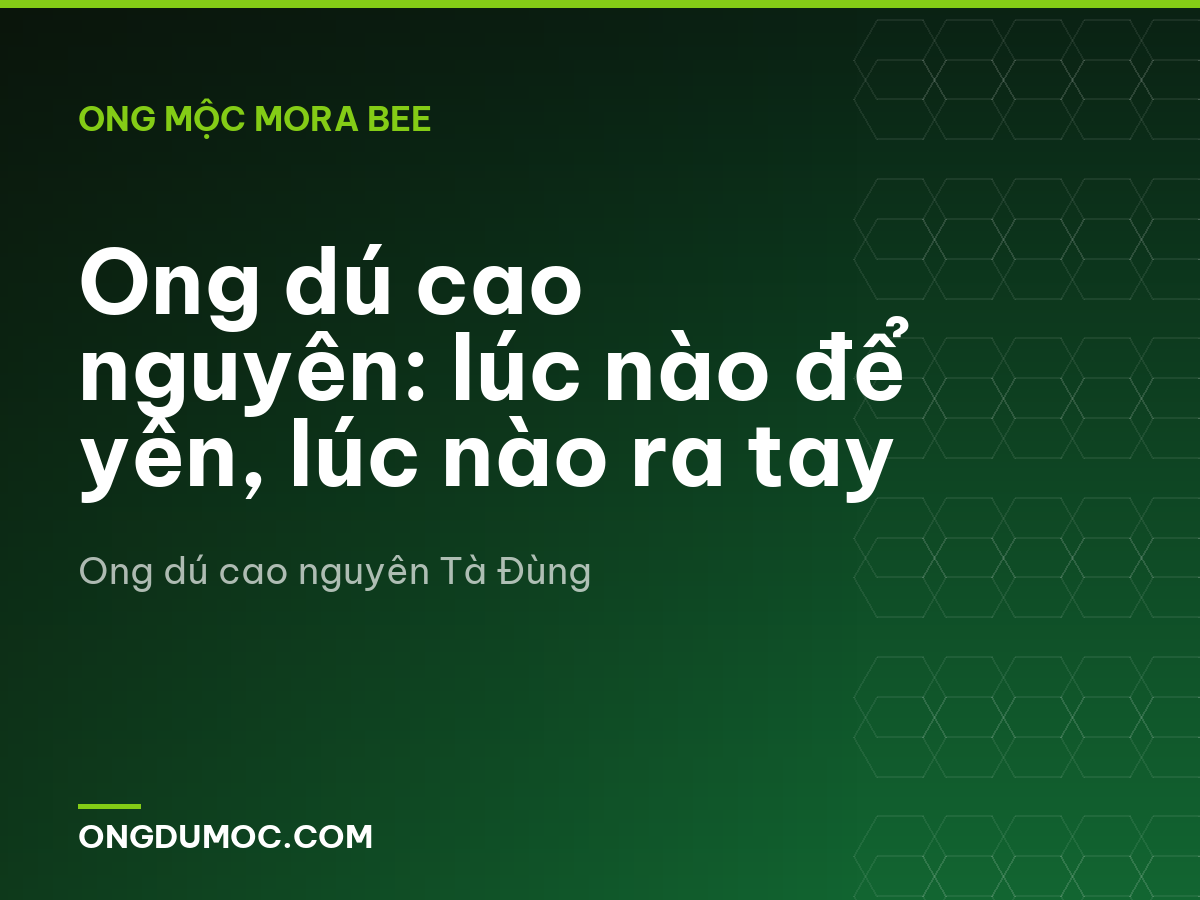 Ong dú cao nguyên: lúc nào để yên, lúc nào ra tay