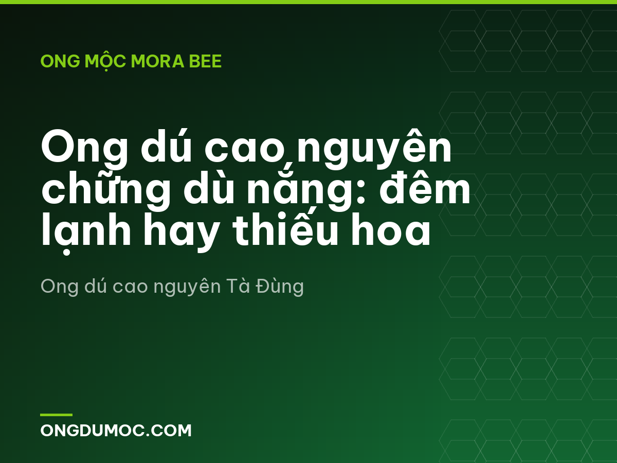 Ong dú cao nguyên chững dù nắng: đêm lạnh hay thiếu hoa