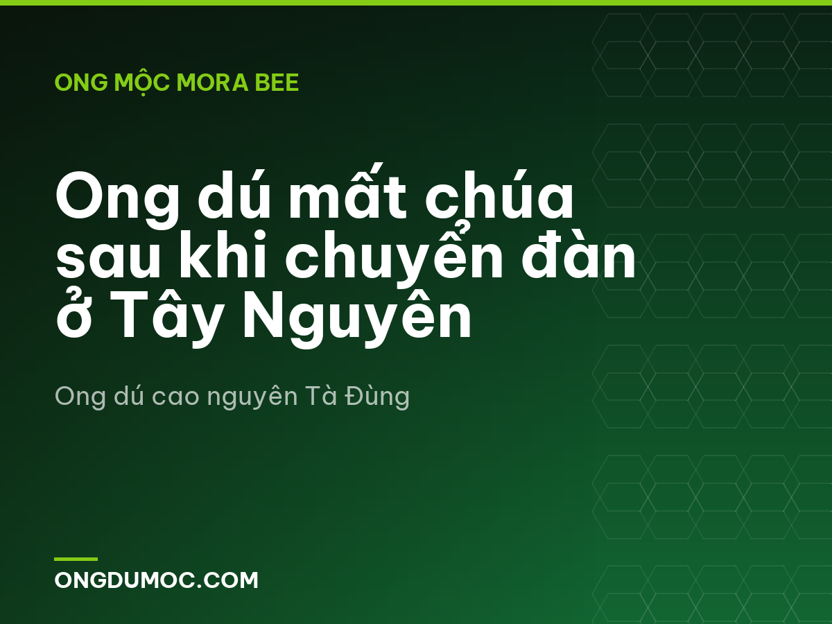 Ong dú mất chúa sau khi chuyển đàn ở Tây Nguyên