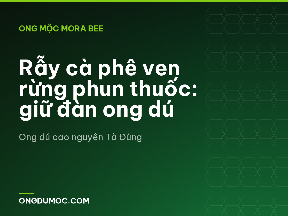 Rẫy cà phê ven rừng phun thuốc: giữ đàn ong dú