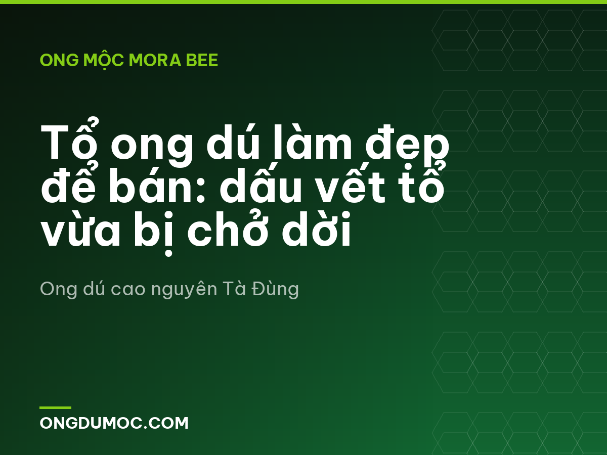 Tổ ong dú làm đẹp để bán: dấu vết tổ vừa bị chở dời