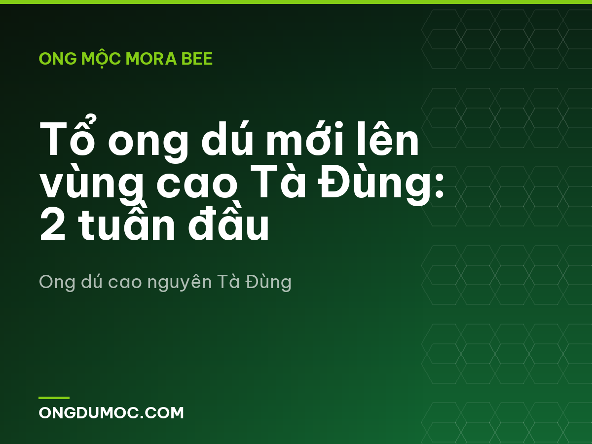 Tổ ong dú mới lên vùng cao Tà Đùng: 2 tuần đầu
