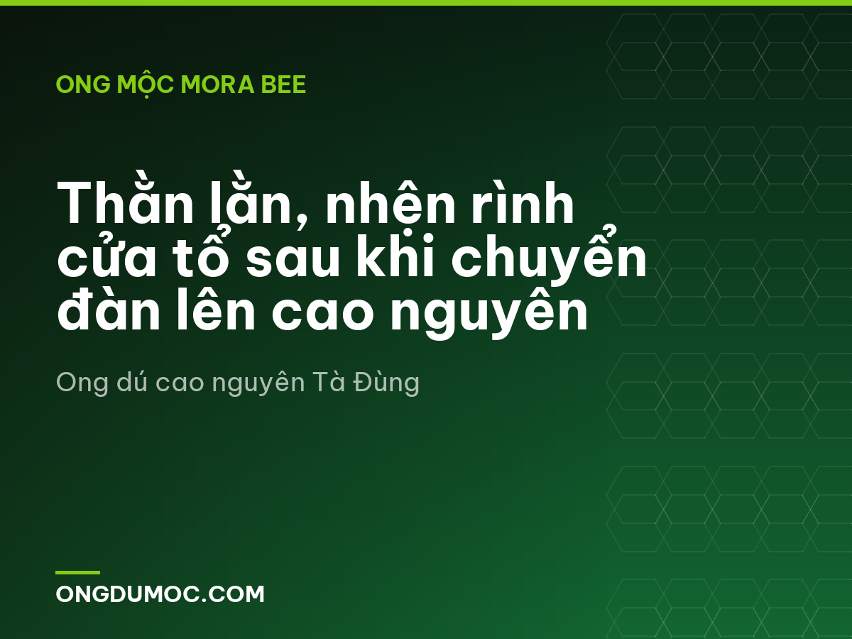 Thằn lằn, nhện rình cửa tổ sau khi chuyển đàn lên cao nguyên