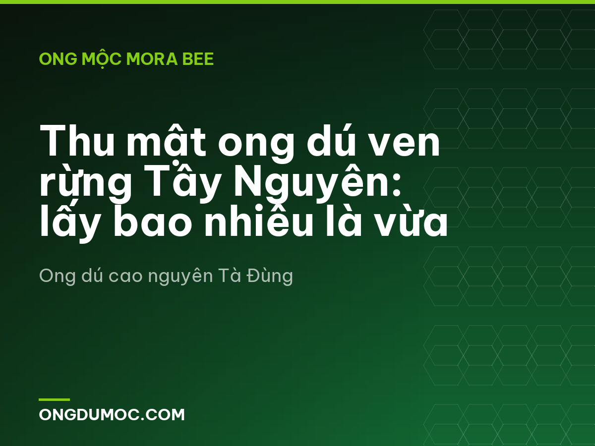 Thu mật ong dú ven rừng Tây Nguyên: lấy bao nhiêu là vừa