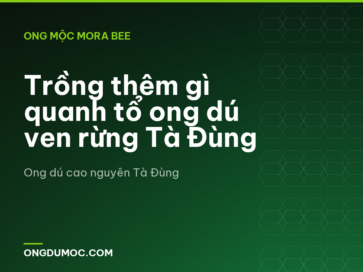 Trồng thêm gì quanh tổ ong dú ven rừng Tà Đùng