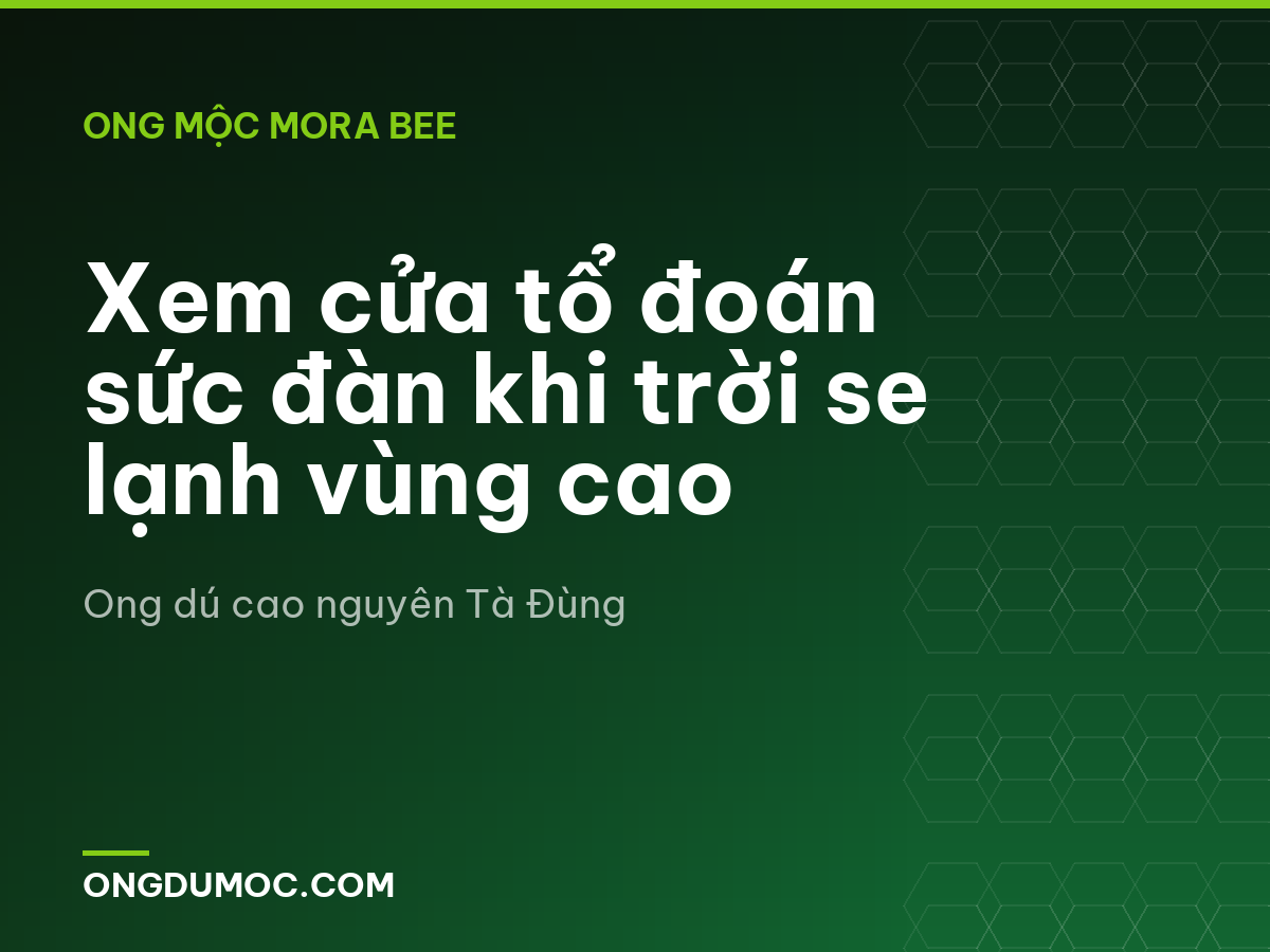 Xem cửa tổ đoán sức đàn khi trời se lạnh vùng cao