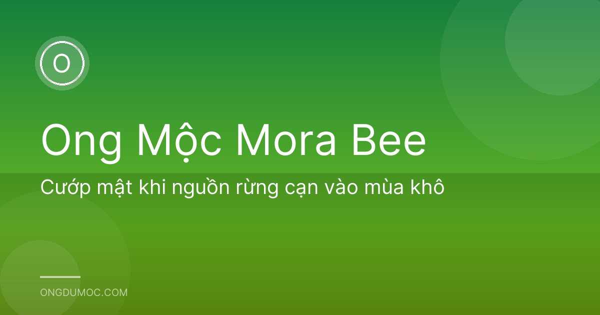 Cướp mật khi nguồn rừng cạn vào mùa khô