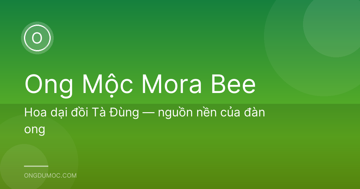 Hoa dại đồi Tà Đùng — nguồn nền của đàn ong