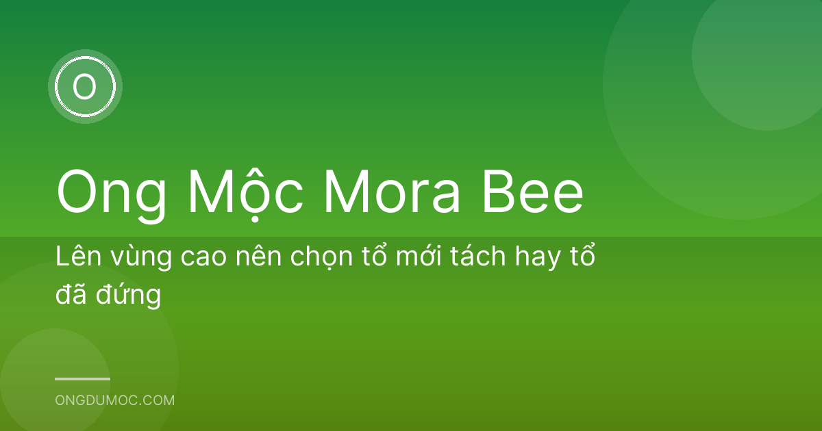 Lên vùng cao nên chọn tổ mới tách hay tổ đã đứng