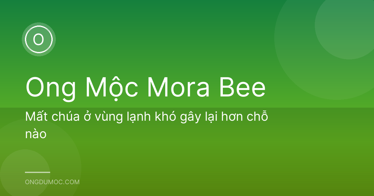 Mất chúa ở vùng lạnh khó gây lại hơn chỗ nào