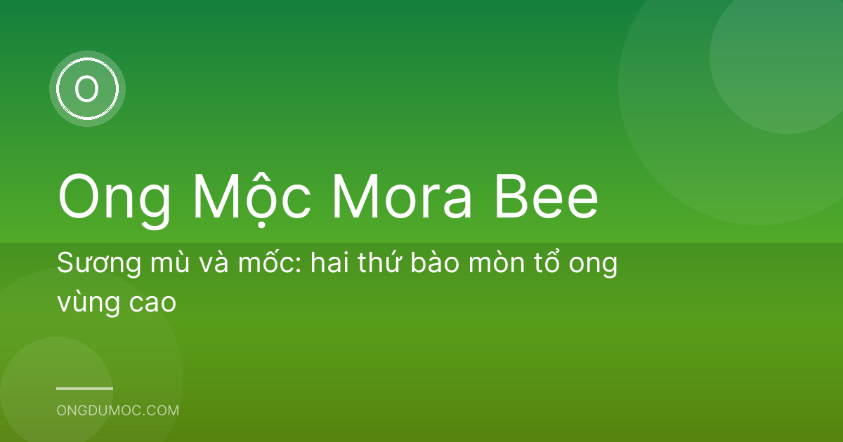 Sương mù và mốc: hai thứ bào mòn tổ ong vùng cao