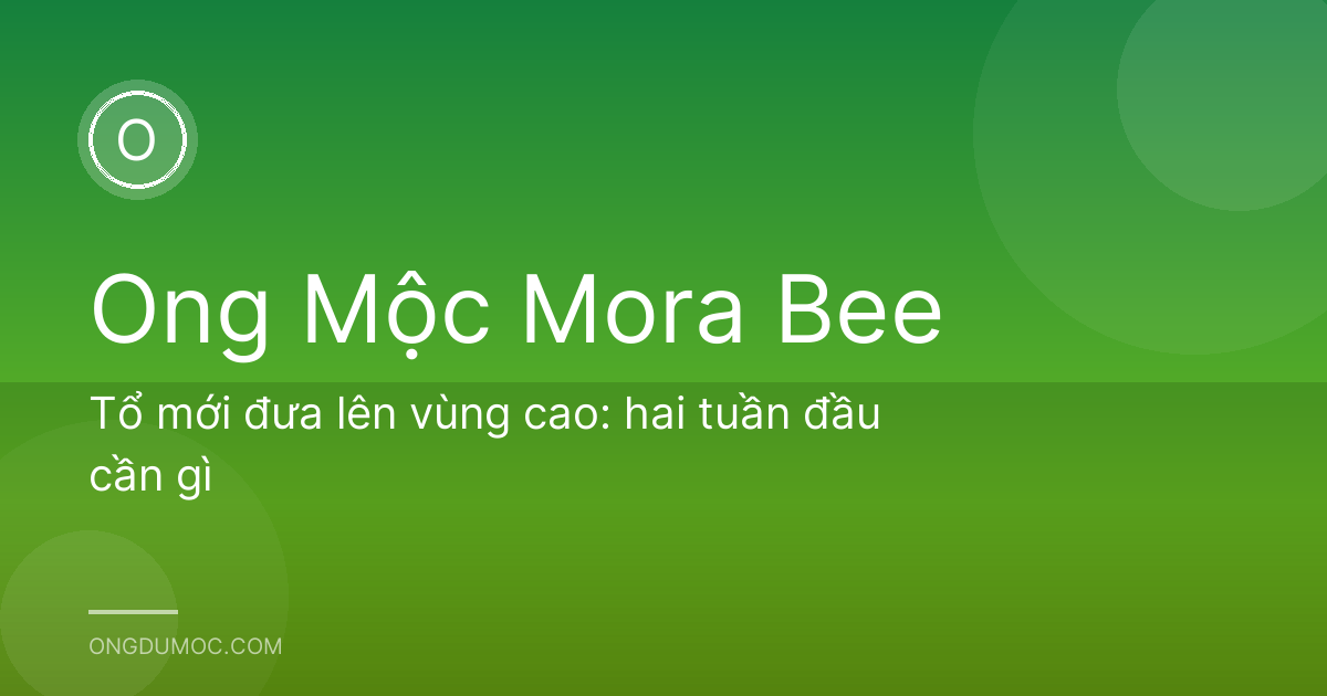 Tổ mới đưa lên vùng cao: hai tuần đầu cần gì